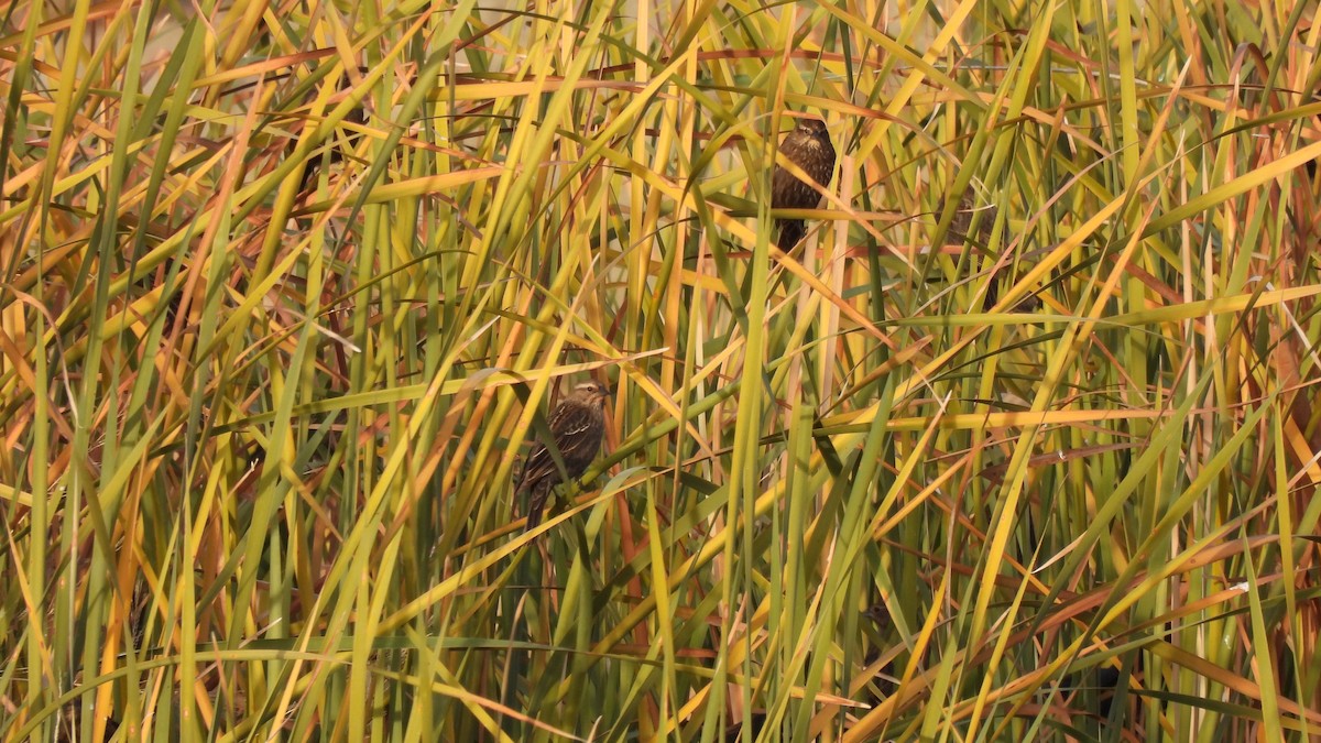 Red-winged Blackbird - ML612025489