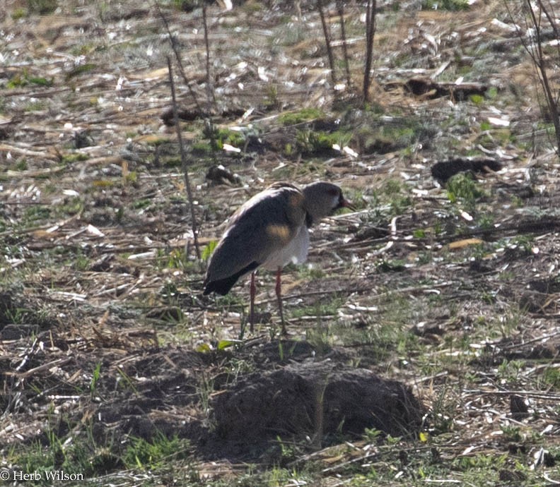 Southern Lapwing - Herb Wilson