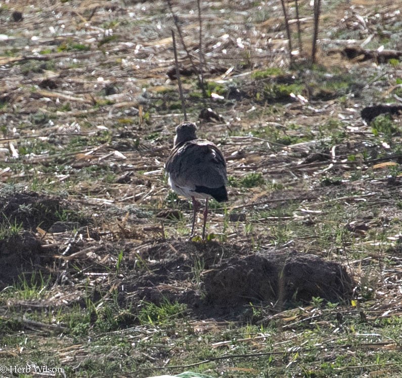 Southern Lapwing - ML612025492