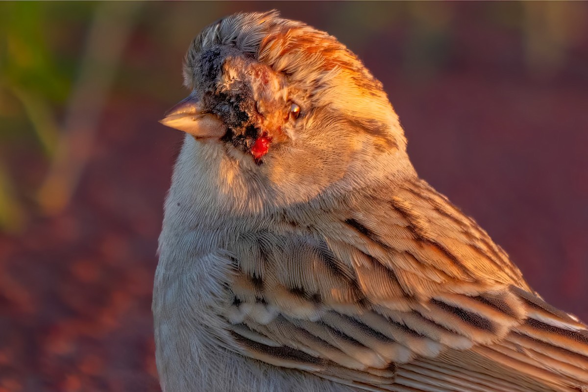 Chipping Sparrow - ML612025532