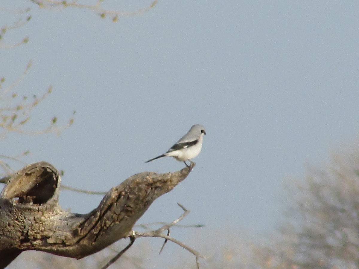 Northern Shrike - Felice  Lyons