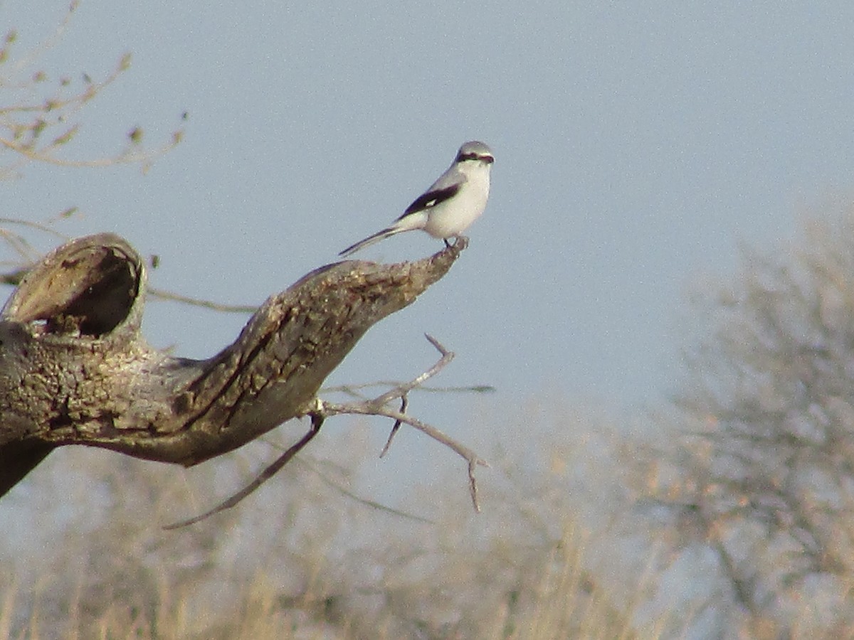 Northern Shrike - ML612025539