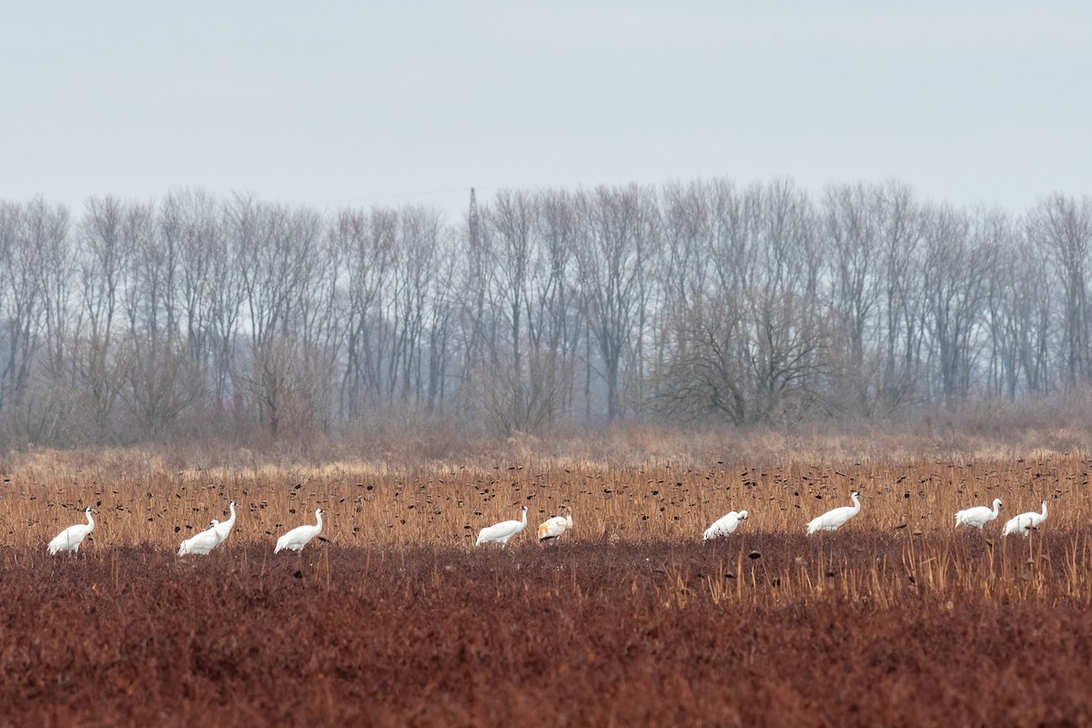 Whooping Crane - ML612025682