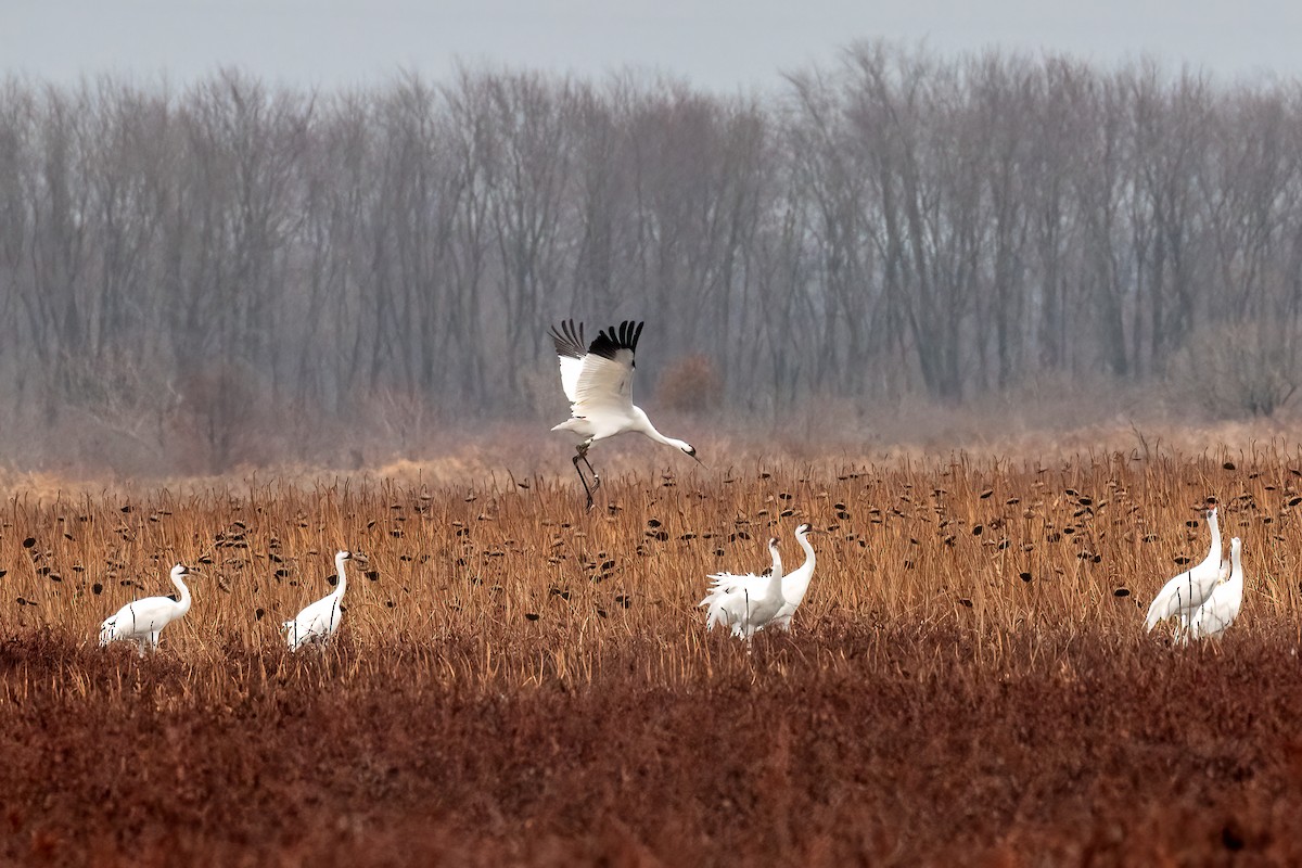 Whooping Crane - ML612025684