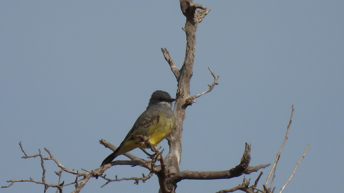 Cassin's Kingbird - ML612025725