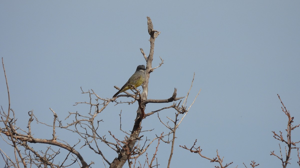 Cassin's Kingbird - ML612025727