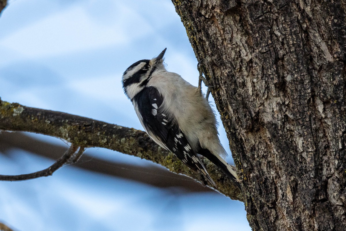 Downy Woodpecker - ML612025731