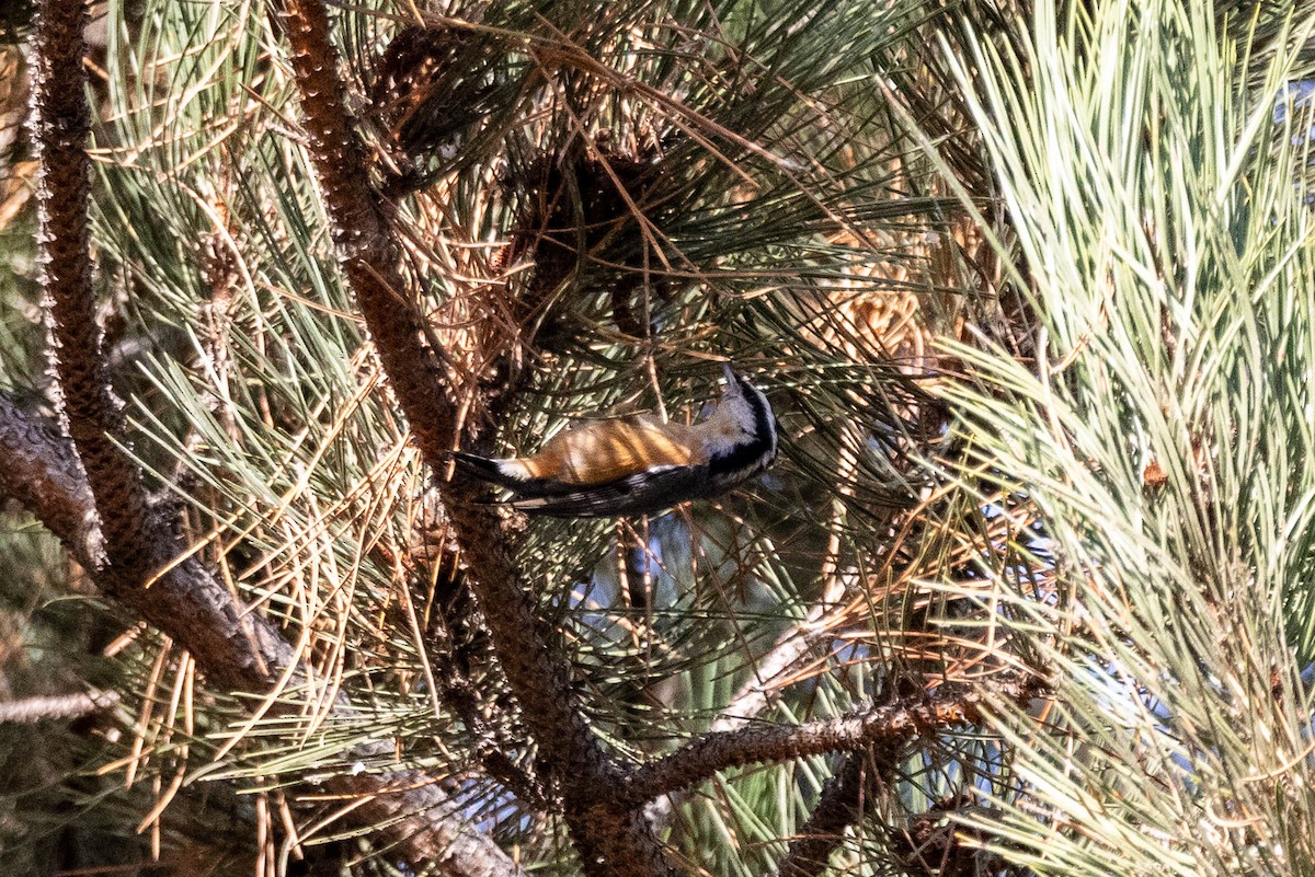 Red-breasted Nuthatch - Jef Blake