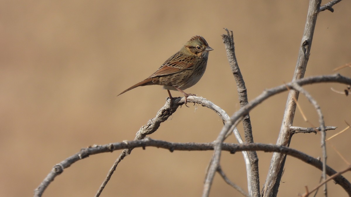 Lincoln's Sparrow - ML612025749