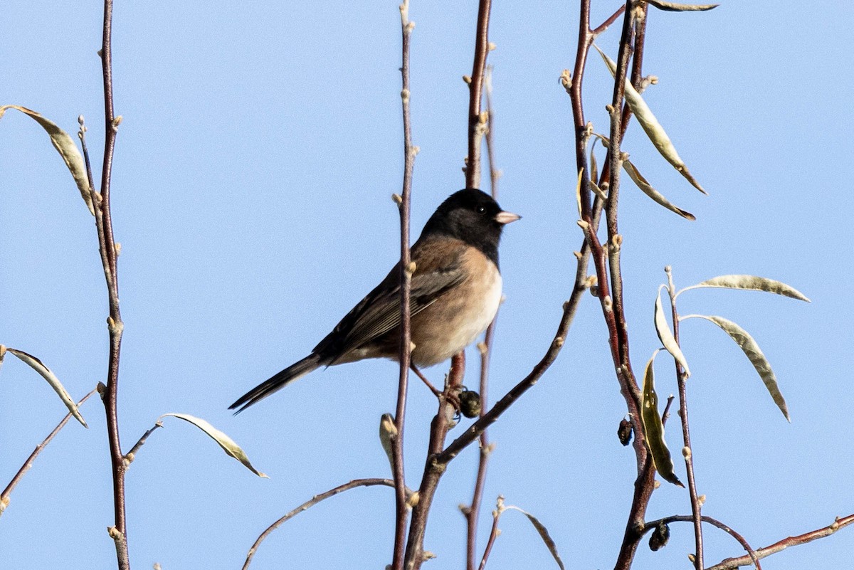 Dark-eyed Junco - ML612025751