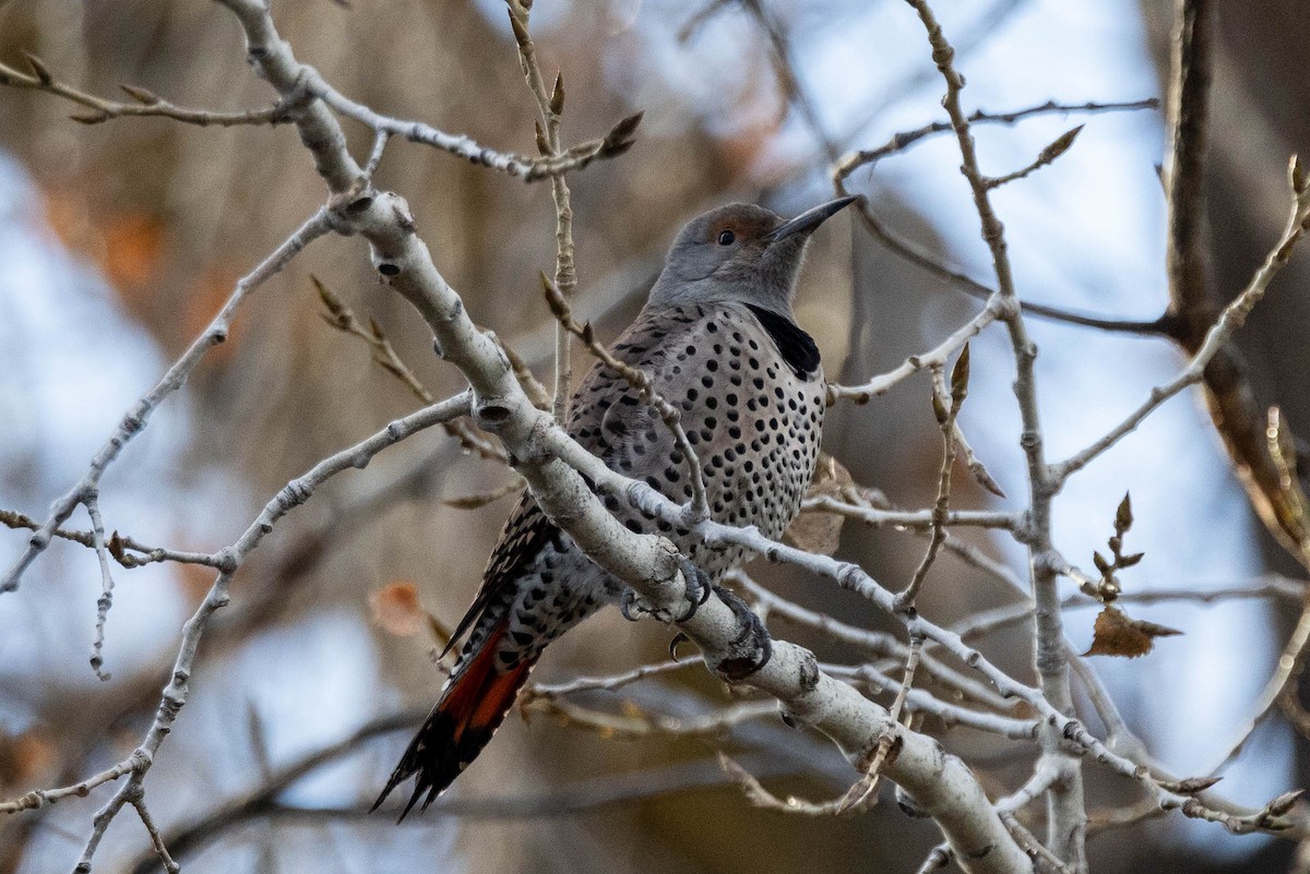 Northern Flicker - ML612025757