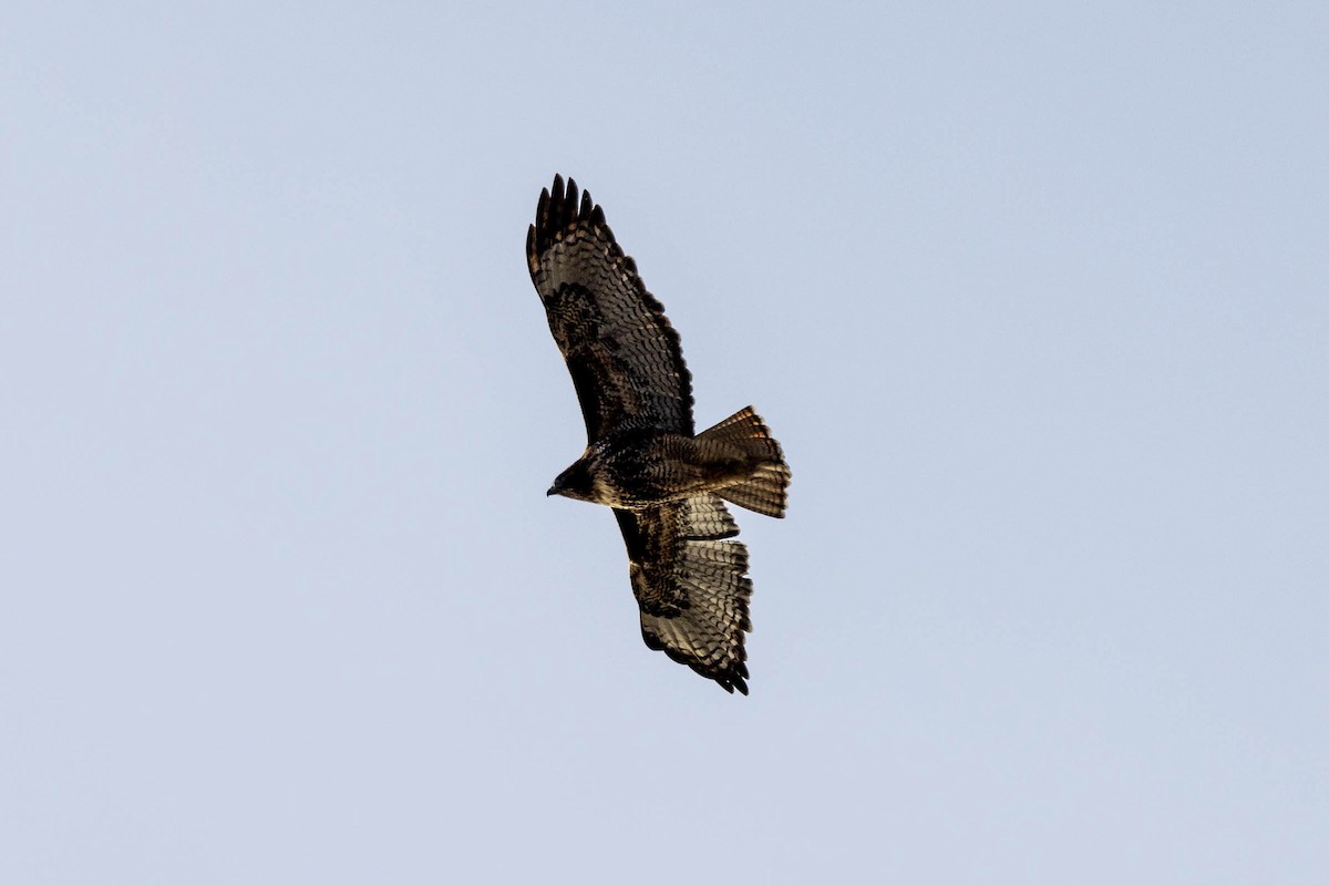 Red-tailed Hawk - Jef Blake