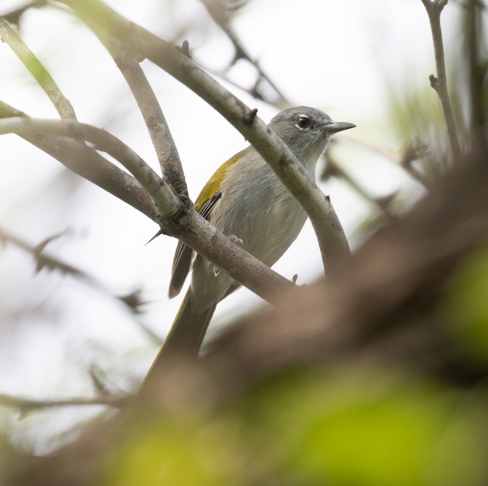 Green-tailed Warbler - ML612025810