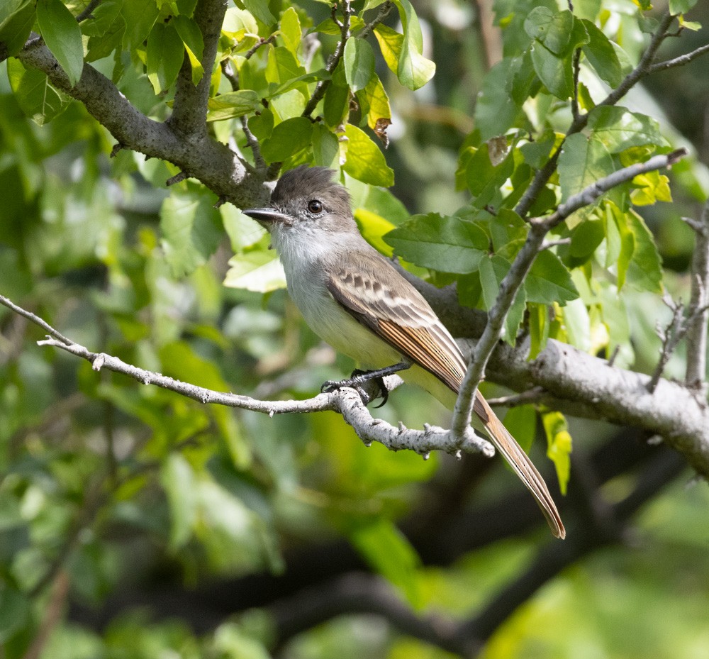 Stolid Flycatcher - ML612025814