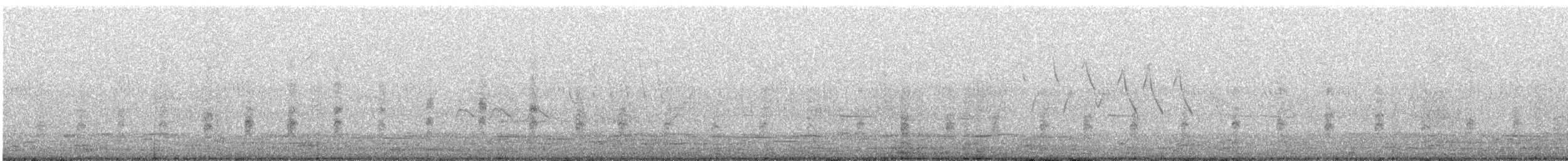 Râle tapageur (groupe caribaeus) - ML612025832
