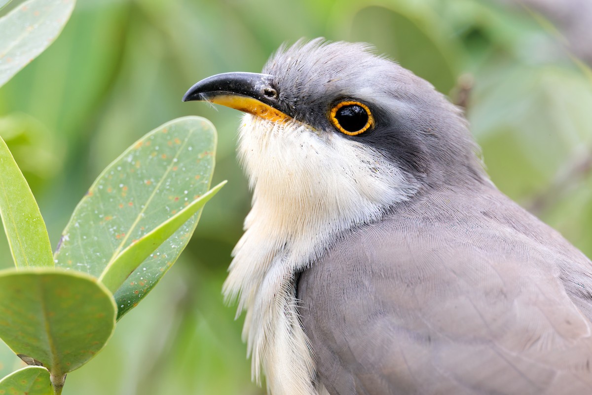 Mangrove Cuckoo - ML612025928