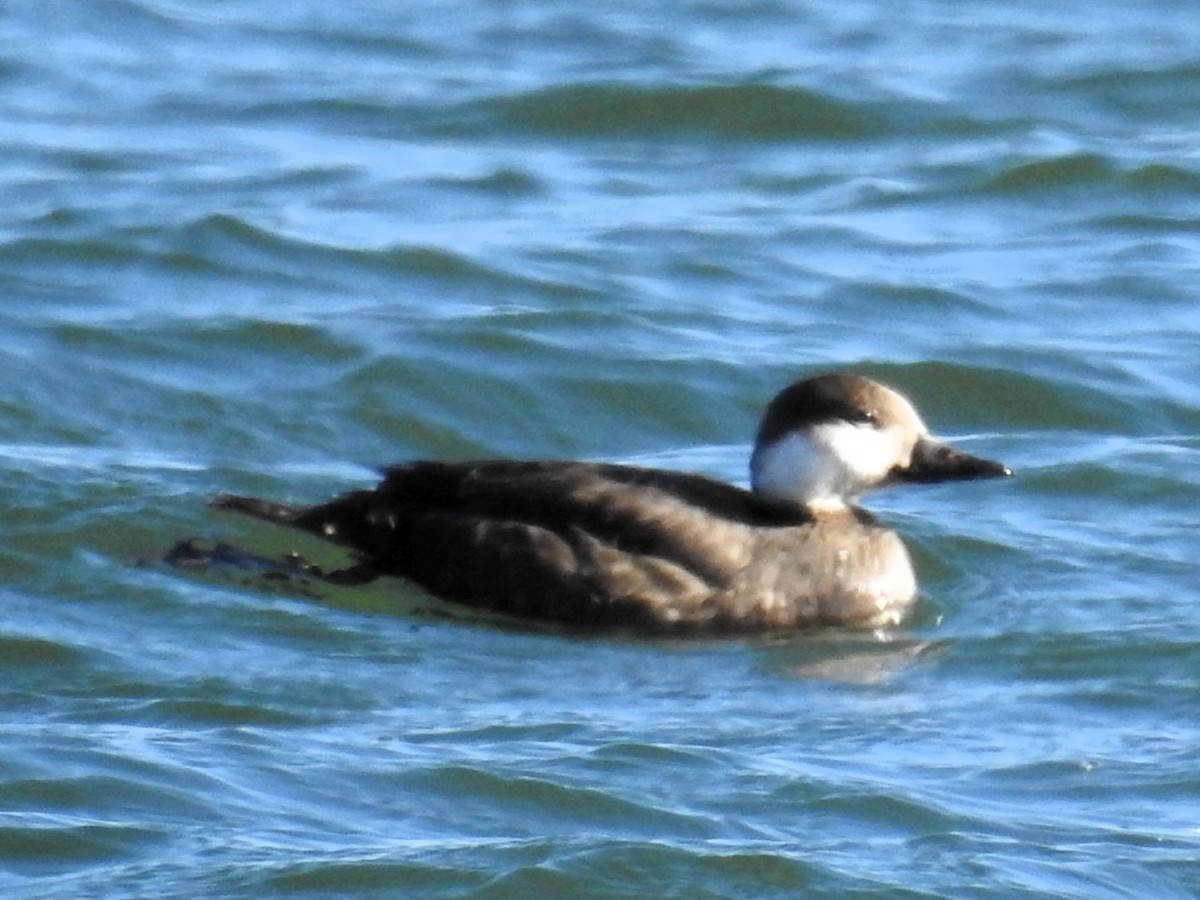 Black Scoter - ML612025962