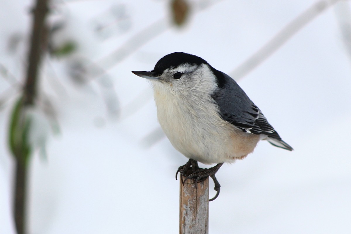 White-breasted Nuthatch - ML612025972