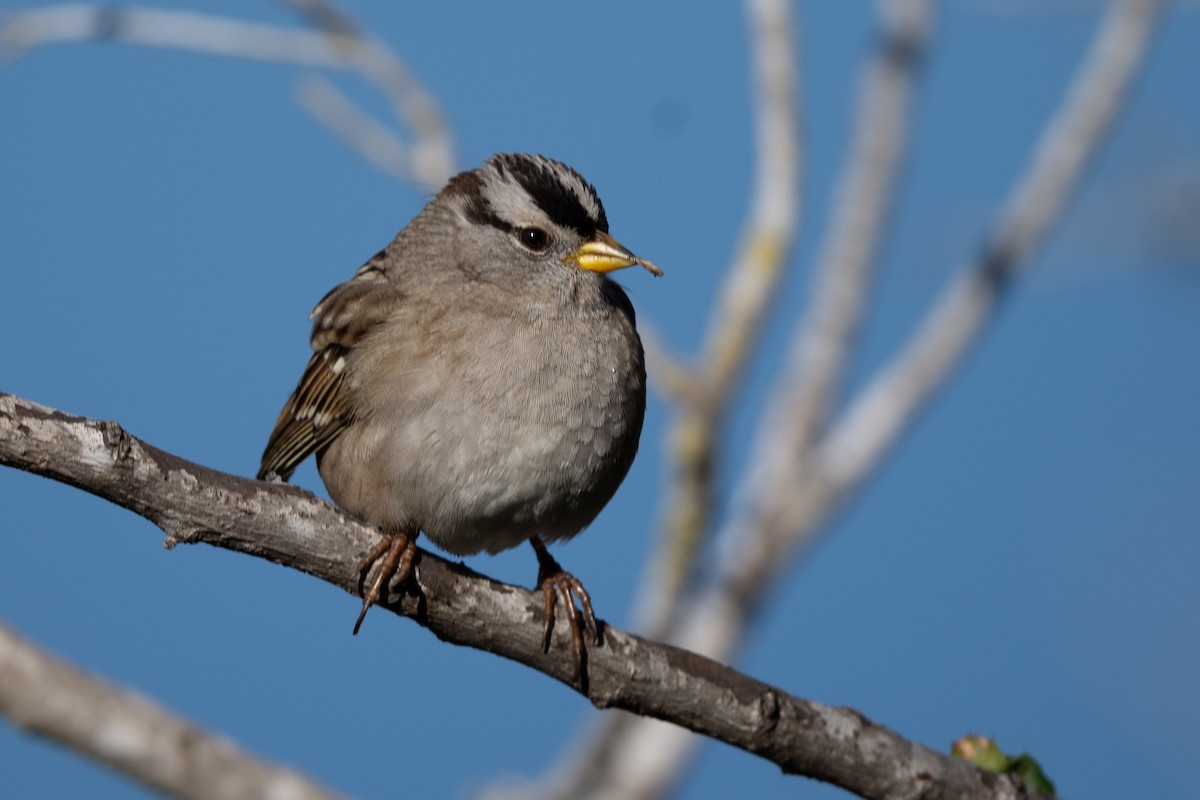 White-crowned Sparrow - ML612025981