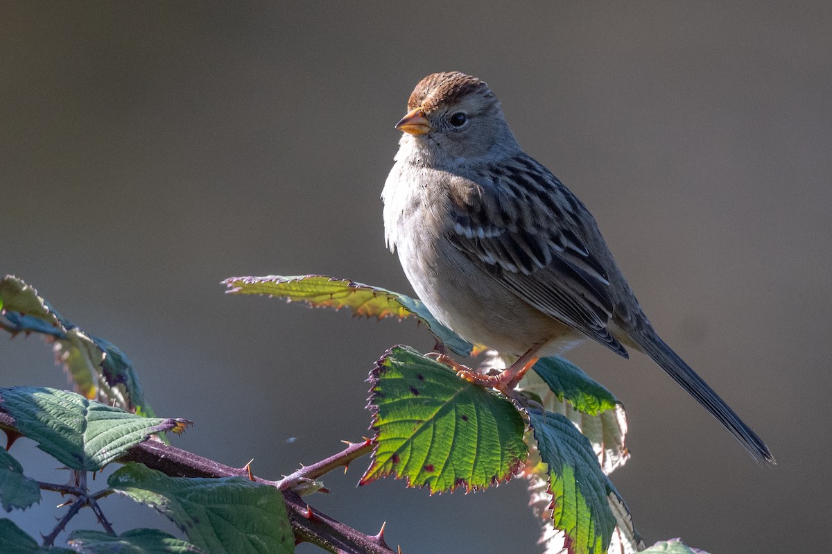 Golden-crowned Sparrow - ML612025982