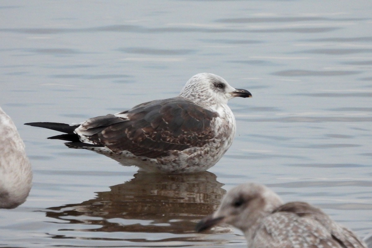 Lesser Black-backed Gull - ML612026028