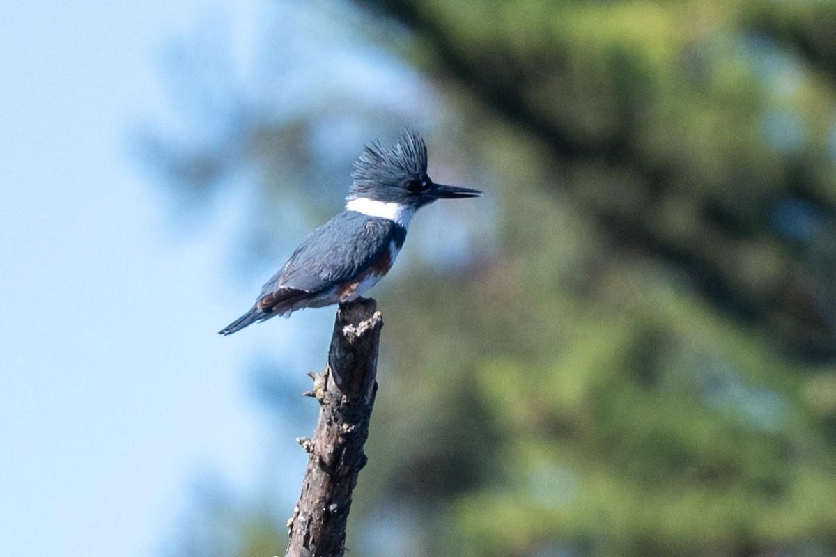 Belted Kingfisher - ML612026094