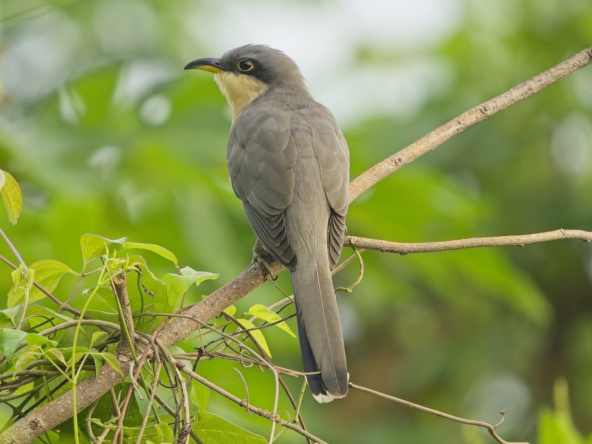 Mangrove Cuckoo - ML612026135