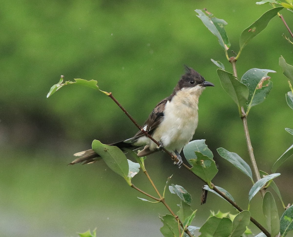 Pied Cuckoo - ML612026152