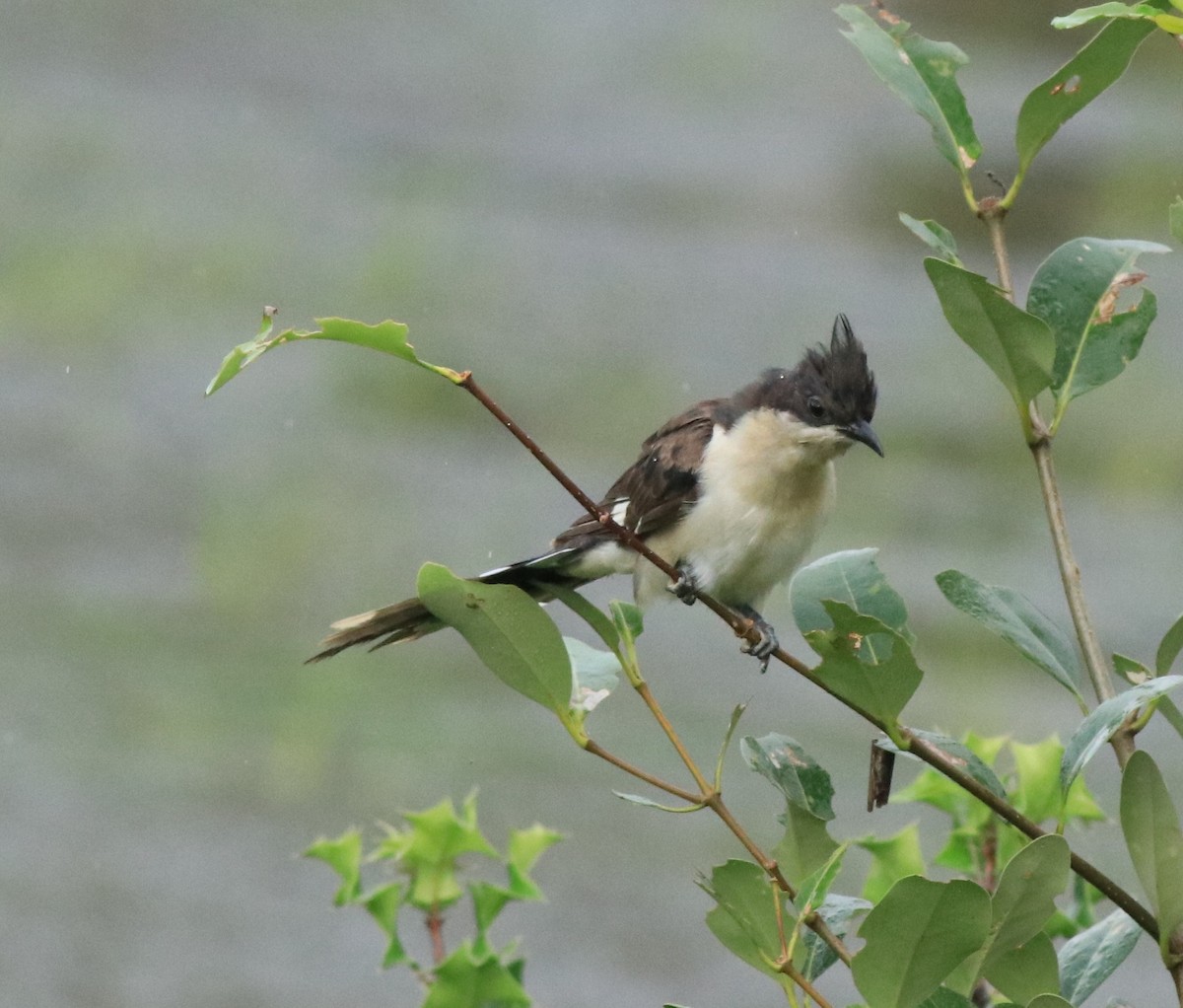 Pied Cuckoo - ML612026155