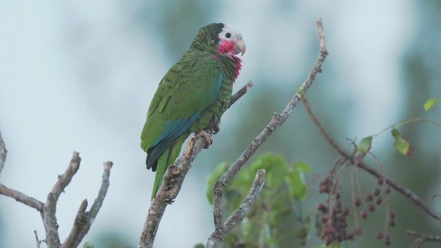 サクラボウシインコ - ML612026189