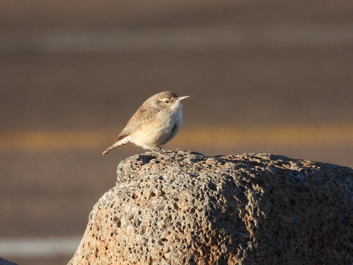 Rock Wren - ML612026346