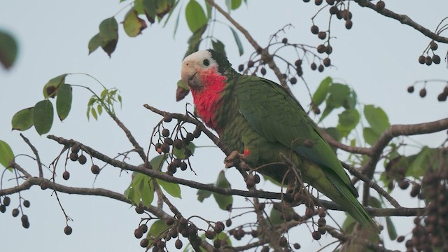 Cuban Parrot - ML612026379