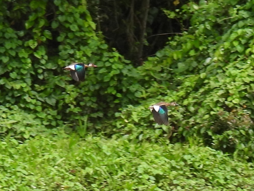 Brazilian Teal - Tor Svanoe