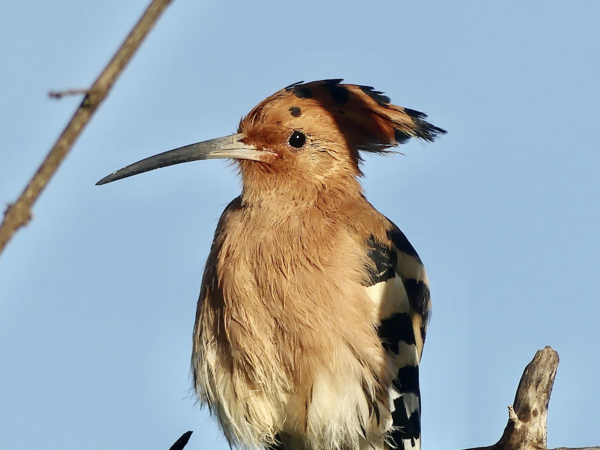 Eurasian Hoopoe - ML612026516