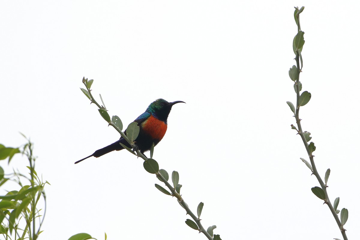 Black-bellied Sunbird - Ohad Sherer