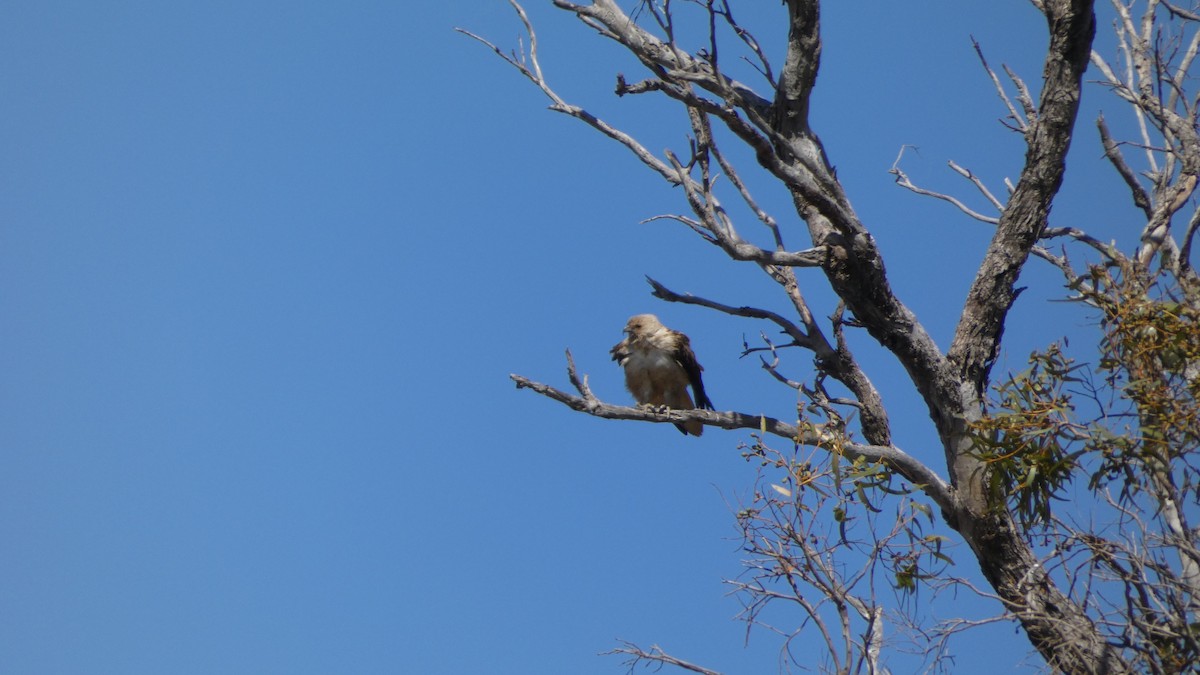 Whistling Kite - Morgan Pickering