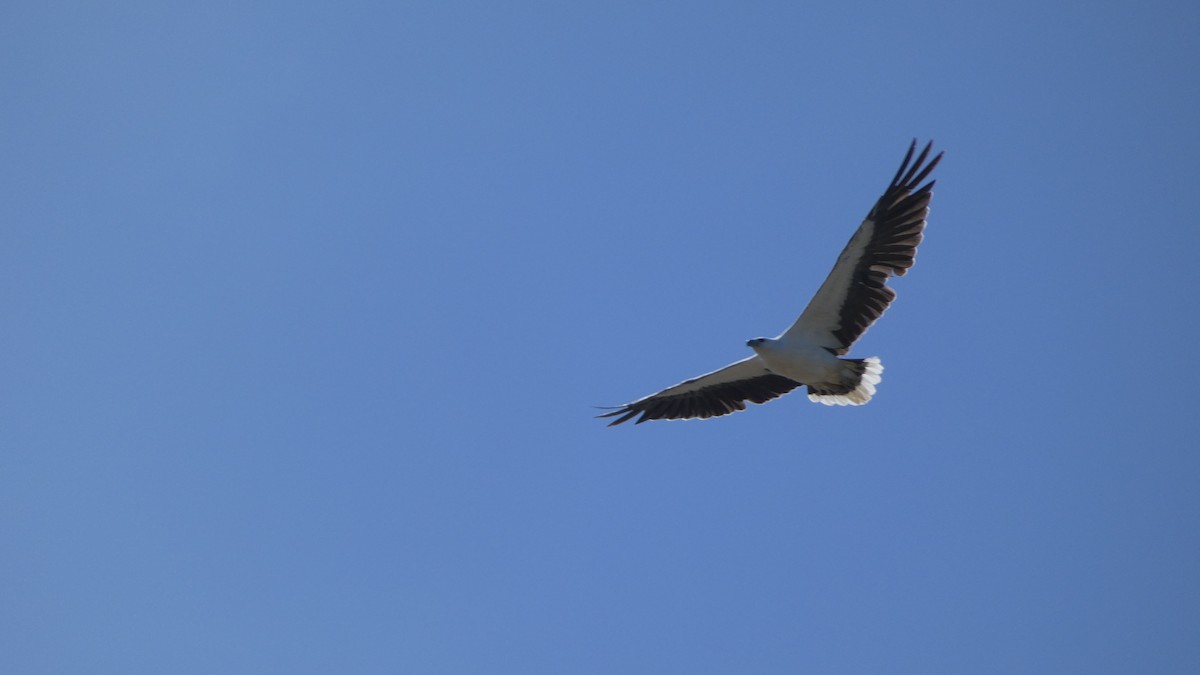 White-bellied Sea-Eagle - Morgan Pickering