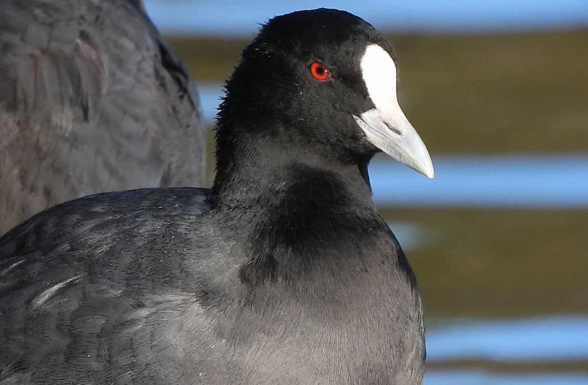 Eurasian Coot - ML612026629