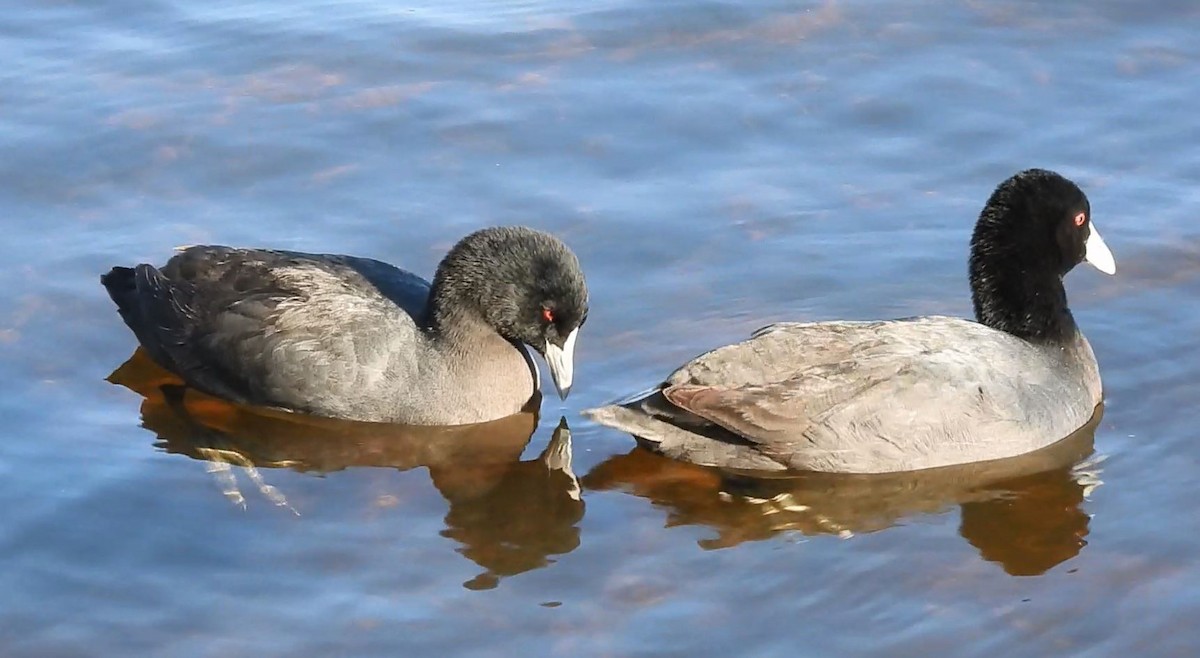 Eurasian Coot - ML612026632