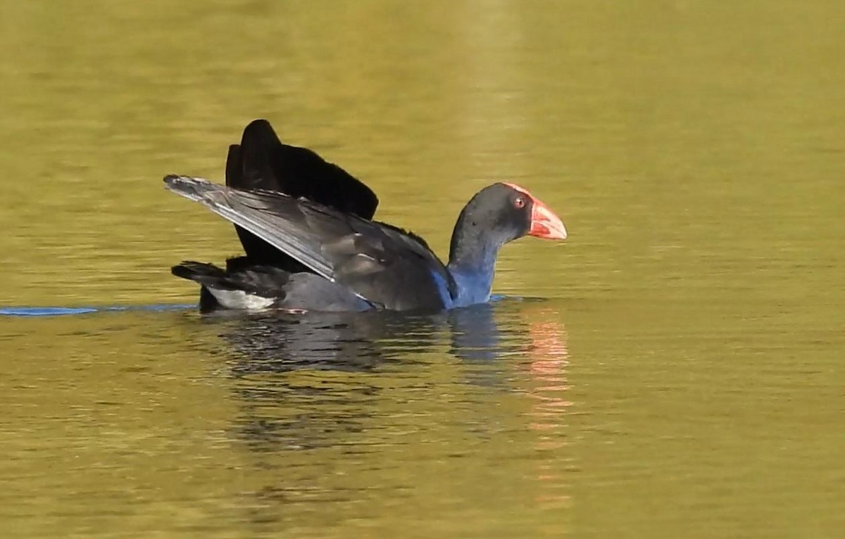 Australasian Swamphen - Thalia and Darren Broughton