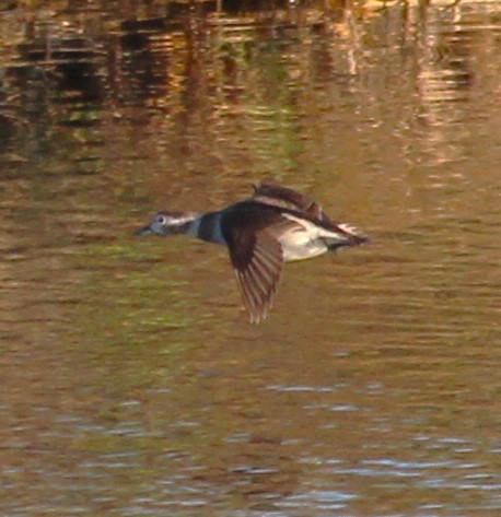Long-tailed Duck - Glenn Austin