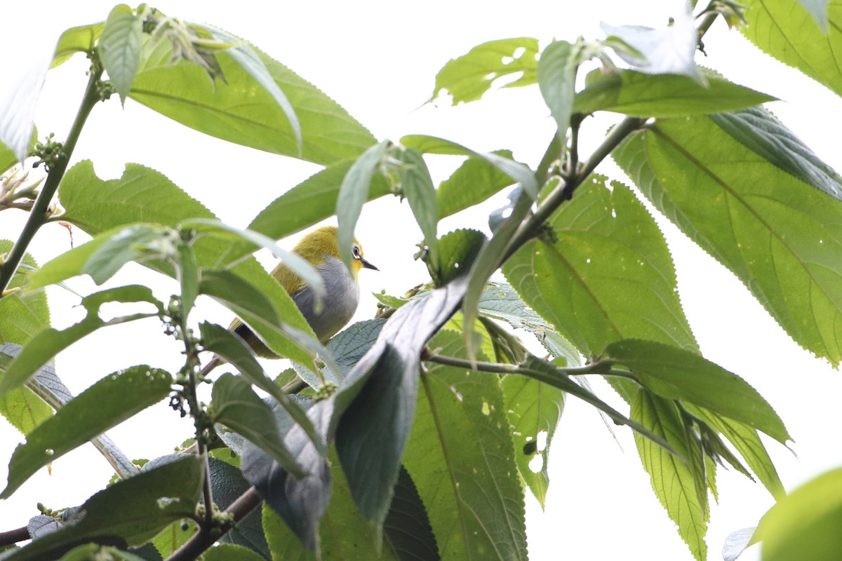 South Pare White-eye - ML612026645