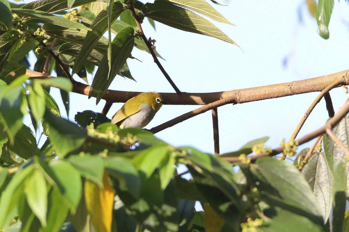 South Pare White-eye - ML612026646