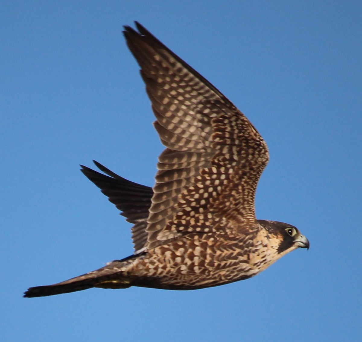 Peregrine Falcon - Glenn Austin