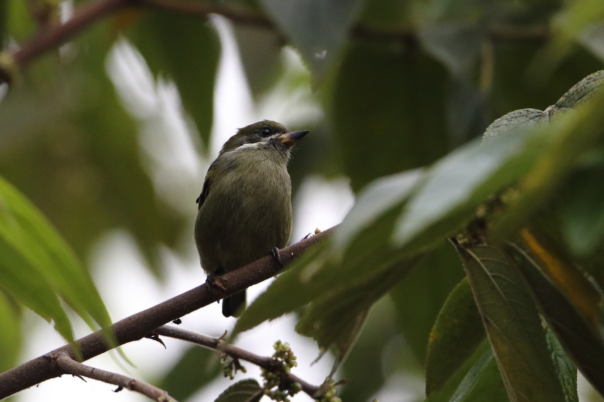 Moustached Tinkerbird - ML612026675