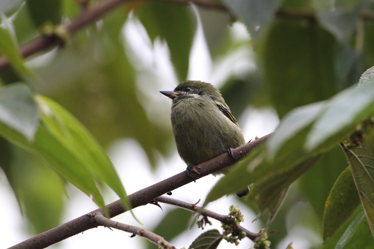 Moustached Tinkerbird - ML612026676