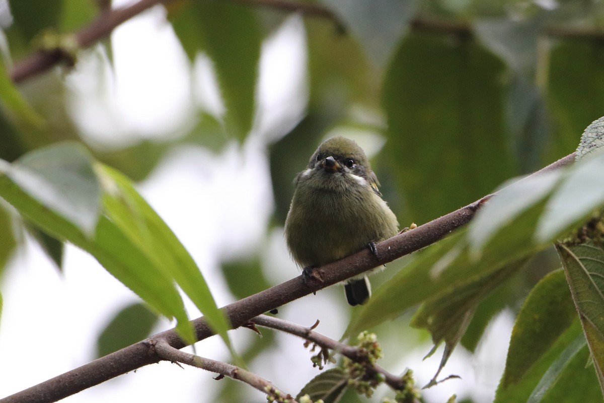 Bıyıklı Cüce Barbet - ML612026677