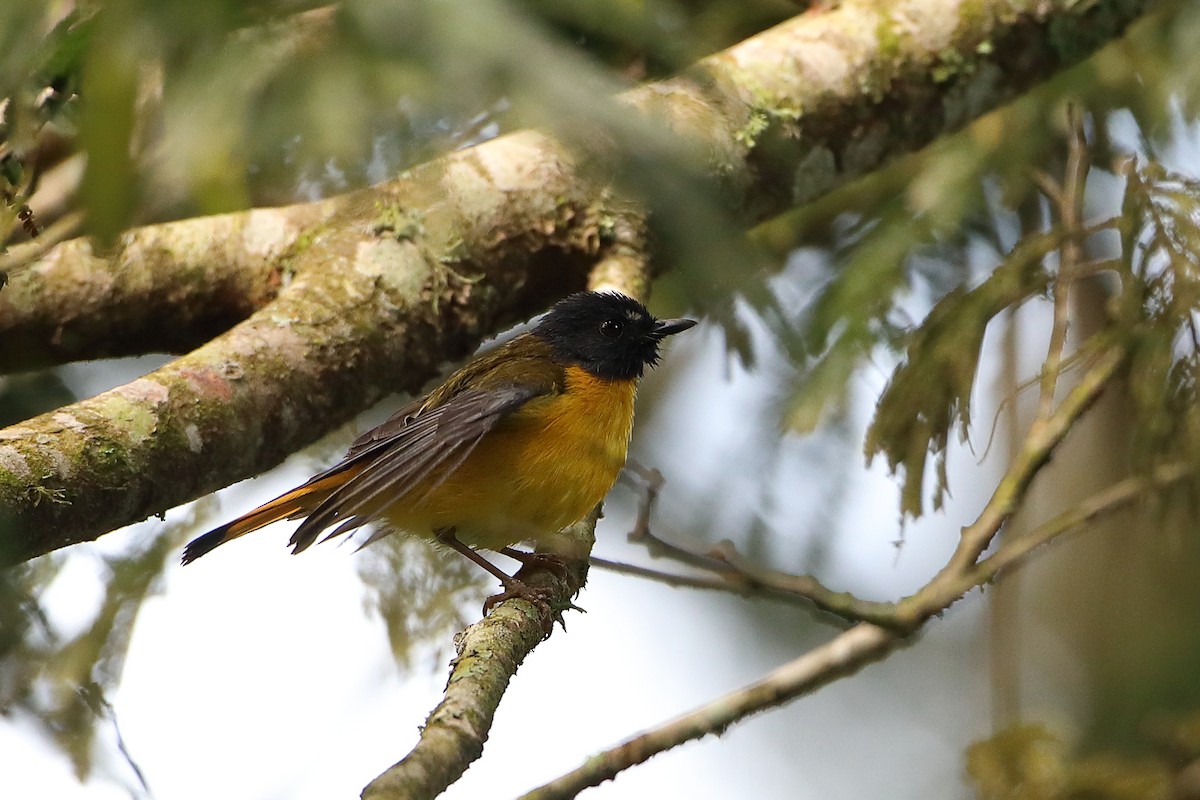 White-starred Robin - Ohad Sherer