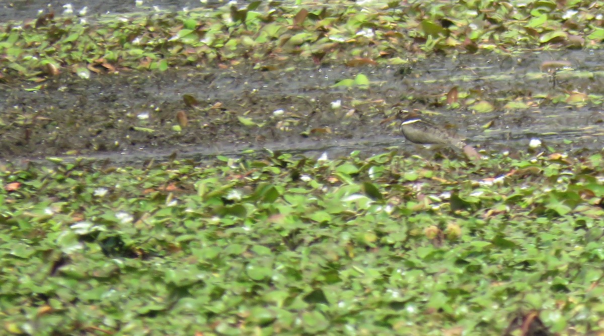 Australian Painted-Snipe - ML612026747