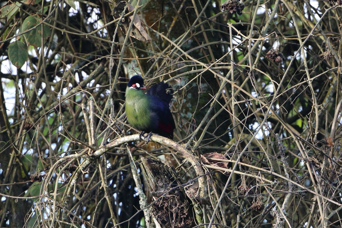 Hartlaub's Turaco - ML612026773